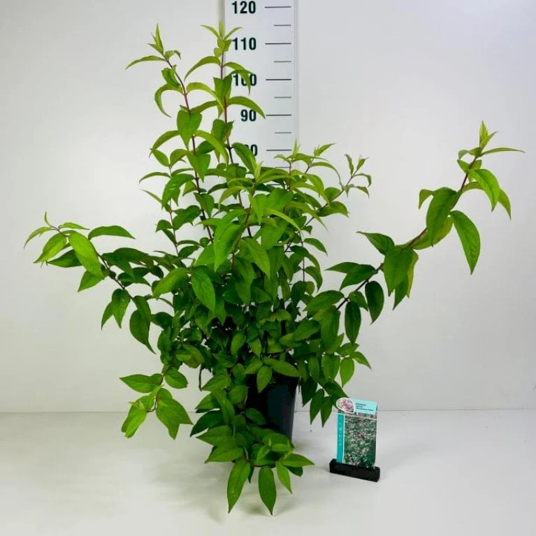 Stjernetop 'Strawberry Fields' Deutzia Gracilis 'Strawberry Fields' Potte 6,5 Liter 60-80 Cm. 3 Stjernetop 'Strawberry Fields' Deutzia Gracilis 'Strawberry Fields' Potte 6,5 Liter 60-80 Cm.