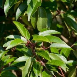 Portugisisk Laurbærkirsebær Prunus Lusitanica 'Angustifolia' Potte 5,0 Liter,- 60-80 Cm. -Osmo Salgsbutik p4217 52812 prunus lusitanica angustifolia 7ebe