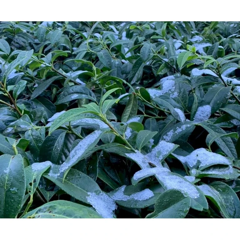 Krybende Kirsebærlaurbær Prunus Laurocerasus 'Mount Vernon' 5 Liter Potte 40-60 Cm 3 Krybende Kirsebærlaurbær Prunus Laurocerasus 'Mount Vernon' 5 Liter Potte 40-60 Cm