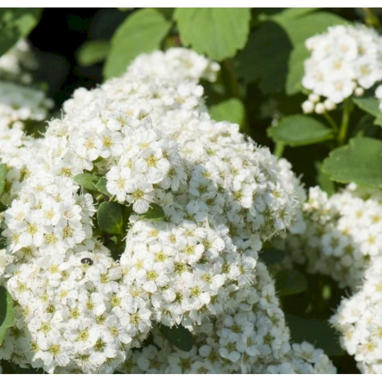 Birkebladet Spiræa 'Thor' Spiraea Betulifolia 'Thor' Potte 2,0 Liter,- 25-30 Cm. 5 Birkebladet Spiræa 'Thor' Spiraea Betulifolia 'Thor' Potte 2,0 Liter,- 25-30 Cm. - Billede 3