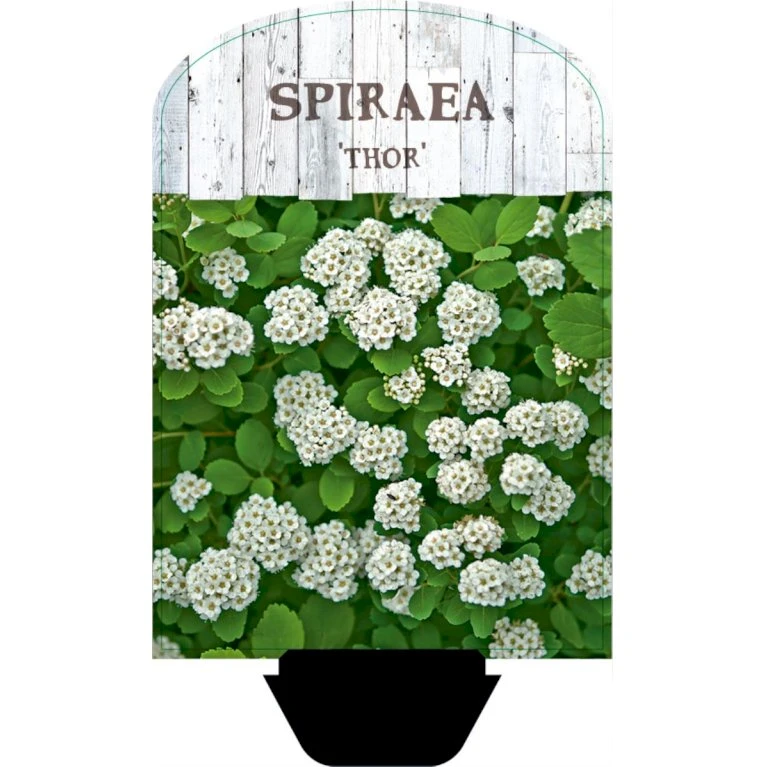 Birkebladet Spiræa 'Thor' Spiraea Betulifolia 'Thor' Potte 2,0 Liter,- 25-30 Cm. 3 Birkebladet Spiræa 'Thor' Spiraea Betulifolia 'Thor' Potte 2,0 Liter,- 25-30 Cm.
