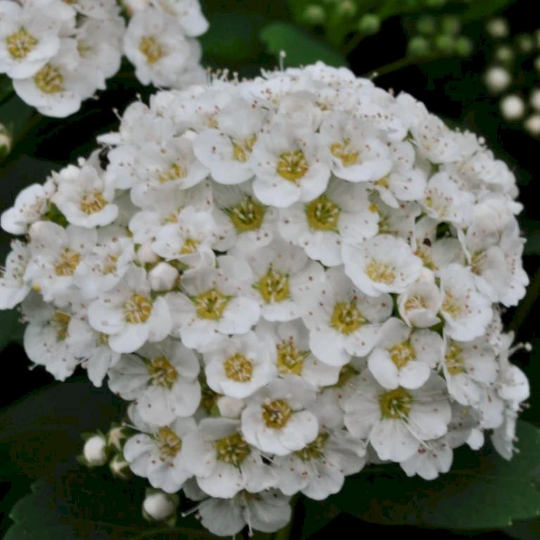 Birkebladet Spiræa 'Thor' Spiraea Betulifolia 'Thor' Potte 2,0 Liter,- 25-30 Cm. 6 Birkebladet Spiræa 'Thor' Spiraea Betulifolia 'Thor' Potte 2,0 Liter,- 25-30 Cm. - Billede 4