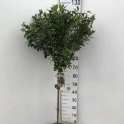 Kristtorn 'Blue Maid' Ilex Meserveae 'Blue Maid' Opstammet 90 Cm. 10 Liter Potte