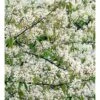 Bærmispel Til Hæk Amelanchier Lamarckii Med Klump,- 125-150 Cm. -Osmo Salgsbutik p4486 36712 amelanchier lamarckii 3e3a