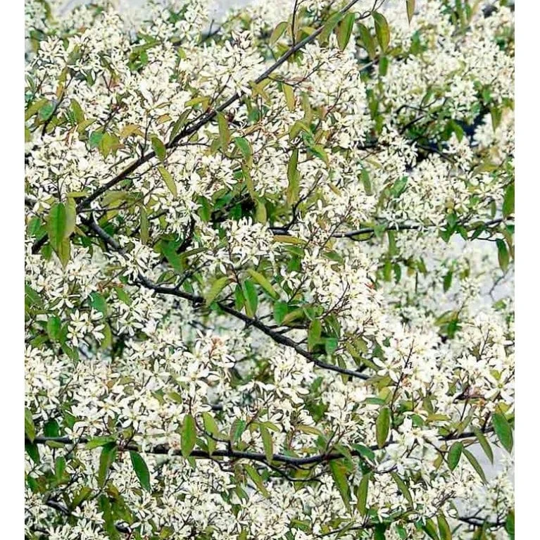 Bærmispel Til Hæk Amelanchier Lamarckii Med Klump,- 125-150 Cm. 3 Bærmispel Til Hæk Amelanchier Lamarckii Med Klump,- 125-150 Cm.