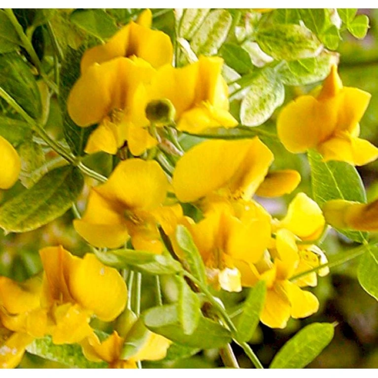 Sibirisk ærtetræ Caragana Arborescens Solitær Busk 150-175 Cm. - Med Klump 3 Sibirisk ærtetræ Caragana Arborescens Solitær Busk 150-175 Cm. - Med Klump