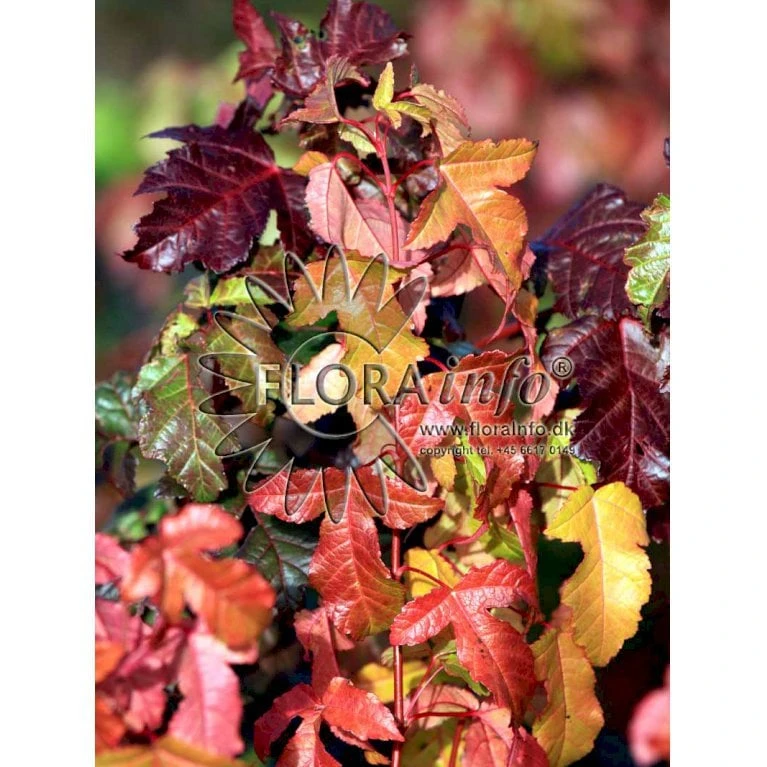 Ildløn Til Hæk Acer Ginnala 5 Liter Potte 5 Ildløn Til Hæk Acer Ginnala 5 Liter Potte - Billede 3