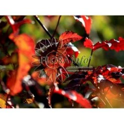 Ildløn Til Hæk Acer Ginnala 5 Liter Potte 13 Ildløn Til Hæk Acer Ginnala 5 Liter Potte -Osmo Salgsbutik p4554 5795 acer ginnala 66be