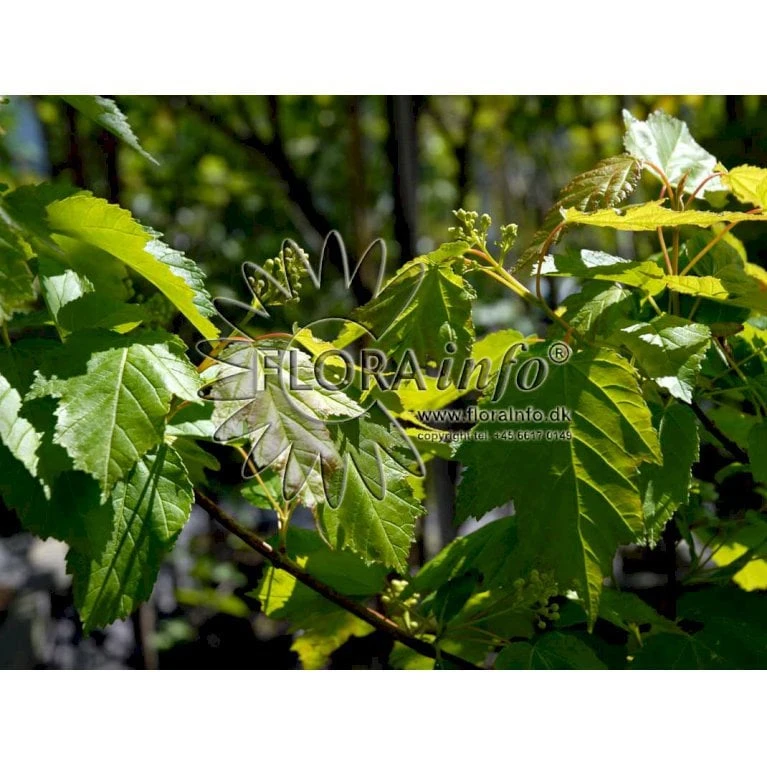 Ildløn Til Hæk Acer Ginnala 5 Liter Potte 7 Ildløn Til Hæk Acer Ginnala 5 Liter Potte - Billede 5