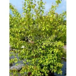 Ildløn Til Hæk Acer Ginnala 5 Liter Potte 15 Ildløn Til Hæk Acer Ginnala 5 Liter Potte -Osmo Salgsbutik p4554 5797 acer ginnala bcf7