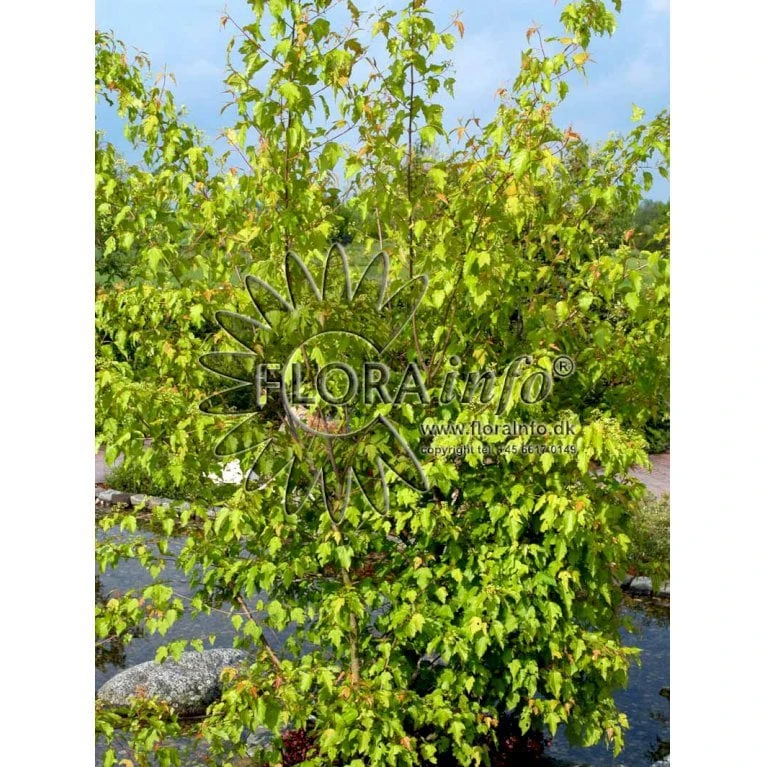 Ildløn Til Hæk Acer Ginnala 5 Liter Potte 8 Ildløn Til Hæk Acer Ginnala 5 Liter Potte - Billede 6