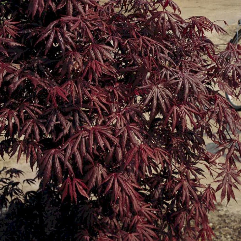 Japansk Ahorn 'Trompenburg' Acer Palmatum 'Trompenburg' Potte 10 Liter,- 60-80 Cm. 5 Japansk Ahorn 'Trompenburg' Acer Palmatum 'Trompenburg' Potte 10 Liter,- 60-80 Cm. - Billede 3