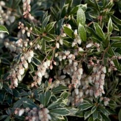 Pieris 'Little Heath' Pieris Japonica 'Little Heath' 2 Liter Potte -Osmo Salgsbutik p4695 50825 pieris japonica little heath 73aa