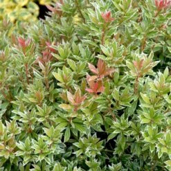 Pieris 'Little Heath' Pieris Japonica 'Little Heath' 2 Liter Potte -Osmo Salgsbutik p4695 50827 pieris japonica little heath 1e15