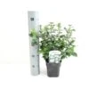 Vinter-snebolle Viburnum Tinus Potte 2,0 Liter,- 25-30 Cm. -Osmo Salgsbutik p4699 38470 image 8220
