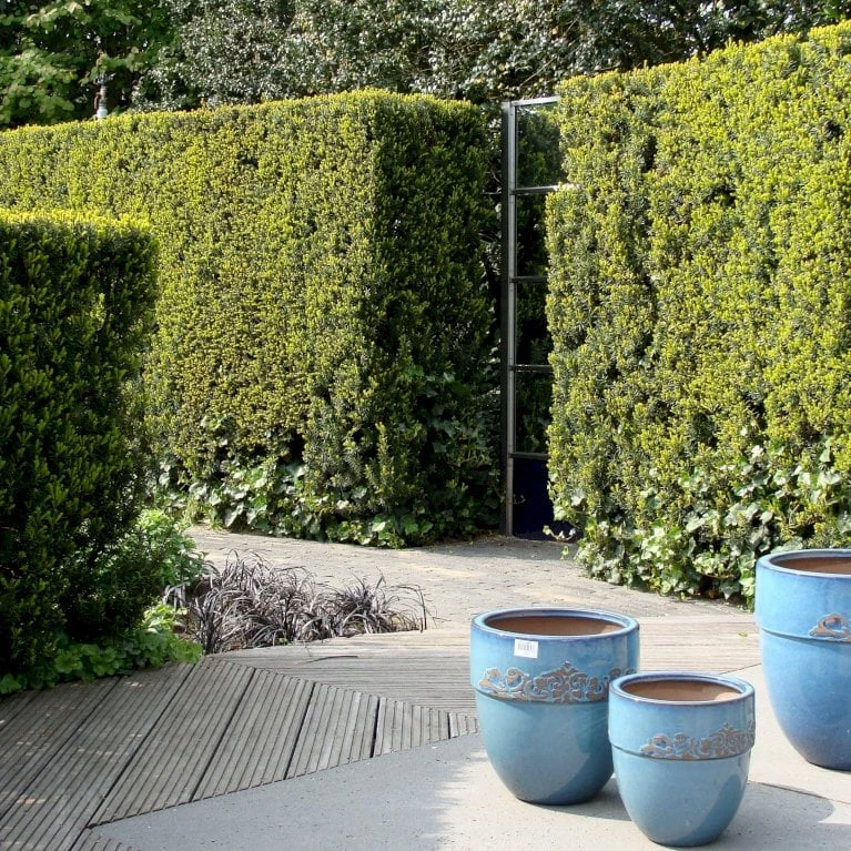 Taks 'Hillii' Taxus Media 'Hillii' Med Klump,- 100-120 Cm. 4 Taks 'Hillii' Taxus Media 'Hillii' Med Klump,- 100-120 Cm. - Billede 2