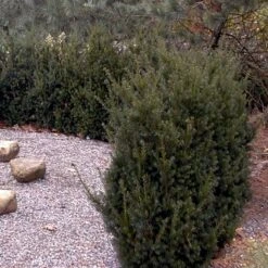 Taks 'Hillii' Taxus Media 'Hillii' Med Klump,- 100-120 Cm. 10 Taks 'Hillii' Taxus Media 'Hillii' Med Klump,- 100-120 Cm. -Osmo Salgsbutik p4819 52851 taxus media hillii 9c69