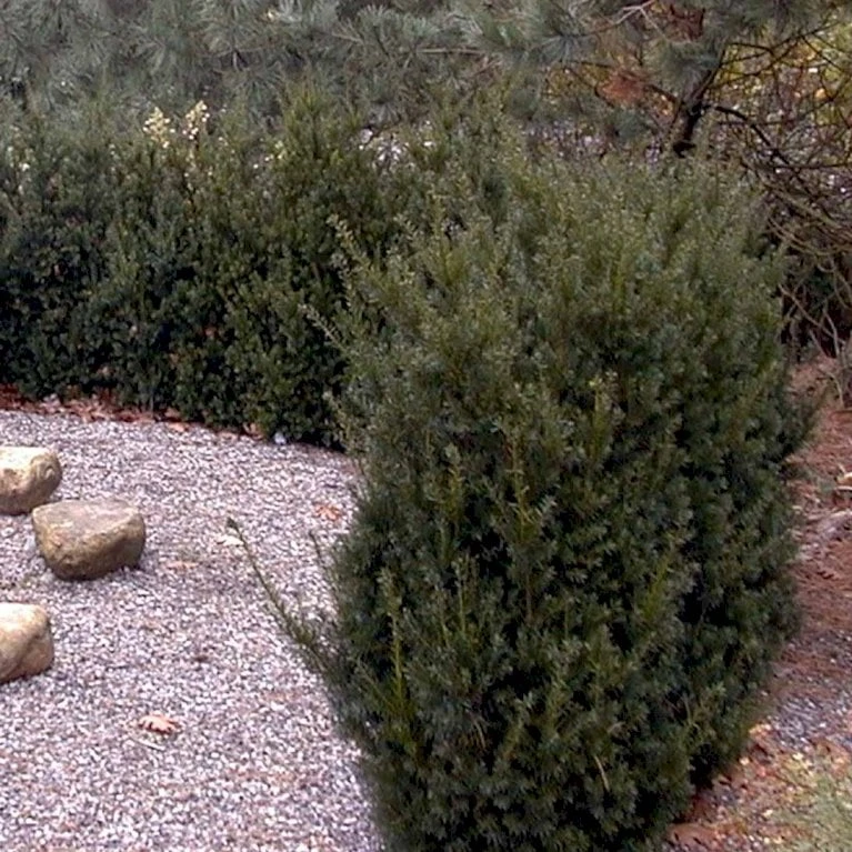 Taks 'Hillii' Taxus Media 'Hillii' Med Klump,- 100-120 Cm. 6 Taks 'Hillii' Taxus Media 'Hillii' Med Klump,- 100-120 Cm. - Billede 4