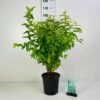 Stor Stjernetop 'Plena' Deutzia Scabra 'Plena' Potte 6,5 Liter 60-80 Cm. -Osmo Salgsbutik p4823 42332 deutzia scabra plena 6701