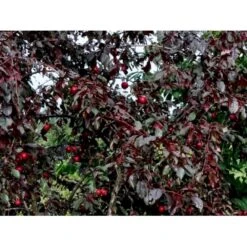 Storfrugtet Blodblomme 'Trailblazer' Prunus Cerasifera 'Trailblazer' Solitær Busk 150-200 Cm. - Med Klump -Osmo Salgsbutik p4826 36711 prunus cerasifera trailblazer 1edf