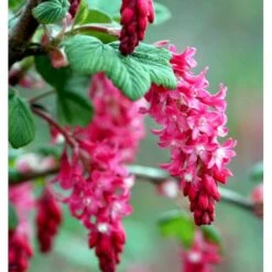 Blodribs 'King Edward VII' Ribes Sanguineum 'King Edward Vii' Potte 12 Liter,- 100-125 Cm. -Osmo Salgsbutik p4829 37465 ribes sanguineum king edward vii d5fb