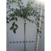 Cotoneaster Cotoneaster Lacteus Opstammet 120 Cm. 7,5 Liter Potte 1 Cotoneaster Cotoneaster Lacteus Opstammet 120 Cm. 7,5 Liter Potte -Osmo Salgsbutik p4841 45619 cotoneaster lacteus bd3a