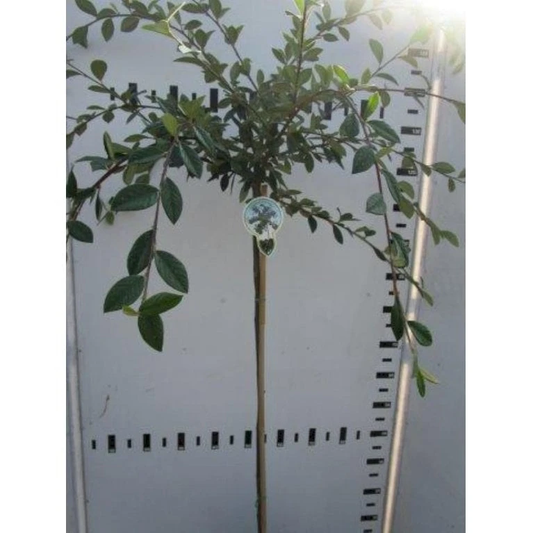 Cotoneaster Cotoneaster Lacteus Opstammet 120 Cm. 7,5 Liter Potte 3 Cotoneaster Cotoneaster Lacteus Opstammet 120 Cm. 7,5 Liter Potte
