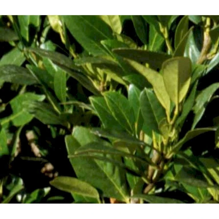 Mini Kirsebærlaurbær Prunus Laurocerasus 'Gajo' Med Klump,- 30-40 Cm. 3 Mini Kirsebærlaurbær Prunus Laurocerasus 'Gajo' Med Klump,- 30-40 Cm.