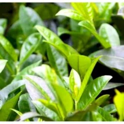 Mini Kirsebærlaurbær Prunus Laurocerasus 'Gajo' Med Klump,- 30-40 Cm. 7 Mini Kirsebærlaurbær Prunus Laurocerasus 'Gajo' Med Klump,- 30-40 Cm. -Osmo Salgsbutik p4904 42394 prunus laurocerasus gajo b89c