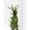 Busk-kaprifolie Lonicera Fragrantissima Potte 10 Liter,- 60-80 Cm. -Osmo Salgsbutik p4907 42132 lonicera fragrantissima 5fe0