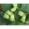 Storfrugtet Hassel 'Zellernød' Corylus Maxima 'Zellernød' 7,5 Liter Potte 2 Storfrugtet Hassel 'Zellernød' Corylus Maxima 'Zellernød' 7,5 Liter Potte -Osmo Salgsbutik p4917 3644 corylus maxima zellernoed f411