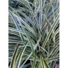 Star 'Variegata' Carex Morrowii 'Variegata' 1 Liter Potte -Osmo Salgsbutik p495 38766 carex morrowii variegata d791