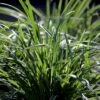 Star 'Ice Dance' Carex Morrowii 'Ice Dance' 1 Liter Potte 2 Star 'Ice Dance' Carex Morrowii 'Ice Dance' 1 Liter Potte -Osmo Salgsbutik p4966 50896 carex morrowii ice dance 598a