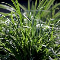 Star 'Ice Dance' Carex Morrowii 'Ice Dance' 1 Liter Potte