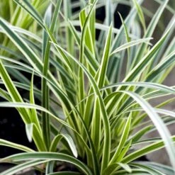 Star 'Ice Dance' Carex Morrowii 'Ice Dance' 1 Liter Potte -Osmo Salgsbutik p4966 50899 carex morrowii ice dance 9d7b
