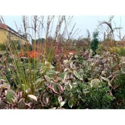 Pibegræs 'Transparent' Molinia Arundinacea 'Transparent' 1 Liter Potte -Osmo Salgsbutik p4972 38561 molinia arundinacea transparant c3f3