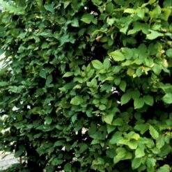 Avnbøg Carpinus Betulus Barrods,- 3 års (1/2) 100-125 Cm. Hækkvalitet. -Osmo Salgsbutik p500 54057 carpinus betulus 8ae9