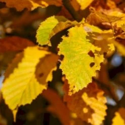 Avnbøg Carpinus Betulus Barrods,- 3 års (1/2) 100-125 Cm. Hækkvalitet. -Osmo Salgsbutik p500 54058 carpinus betulus 7bb1