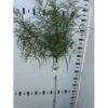 Fligbladet Tørstetræ Rhamnus Frangula 'Asplenifola' Opstammet 80 Cm. Med Potte -Osmo Salgsbutik p5021 45677 rhamnus frangula asplenifola c950