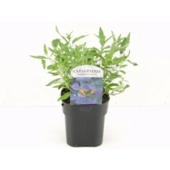 Blåskæg 'Heavenly Blue' Caryopteris Clandonensis 'Heavenly Blue' Potte 2,0 Liter,- 30-40 Cm.