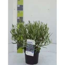 Blåskæg 'Kew Blue' Caryopteris Clandonensis 'Kew Blue' Potte 4,0 Liter,- 30-40 Cm.