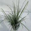 Star 'Everest' Carex Oshimensis 'Everest' 1 Liter Potte -Osmo Salgsbutik p5106 34099 carex oshimensis everest e2ec