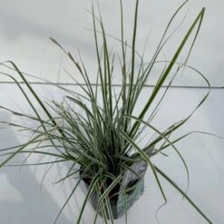 Star 'Everest' Carex Oshimensis 'Everest' 1 Liter Potte