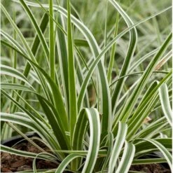 Star 'Everest' Carex Oshimensis 'Everest' 1 Liter Potte 7 Star 'Everest' Carex Oshimensis 'Everest' 1 Liter Potte -Osmo Salgsbutik p5106 36134 carex oshimensis everest c6fe