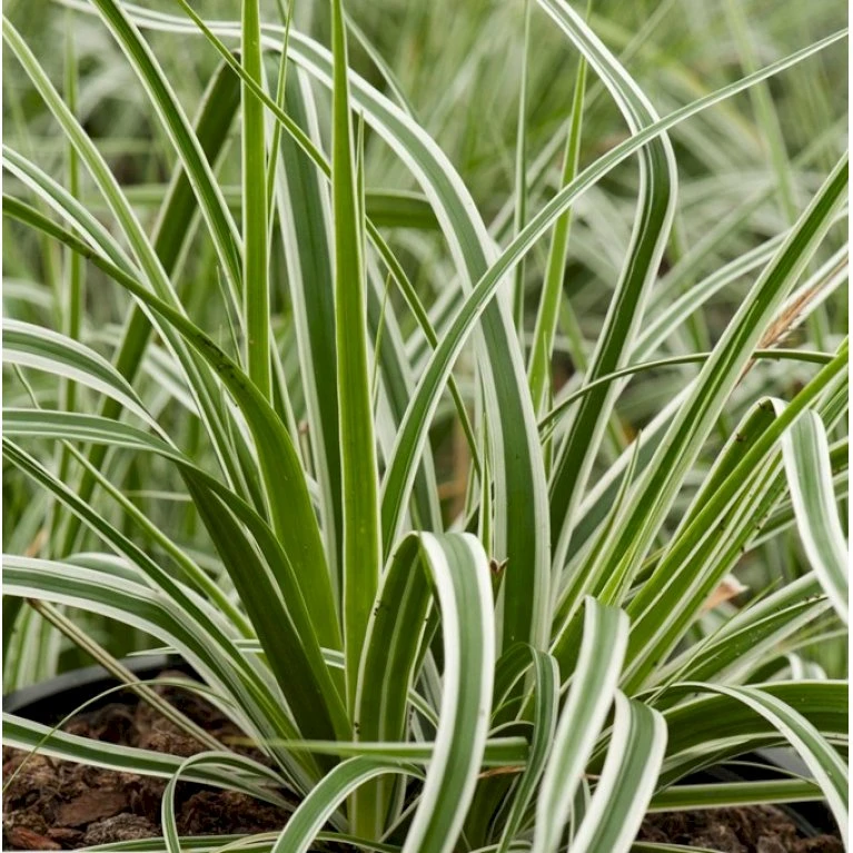 Star 'Everest' Carex Oshimensis 'Everest' 1 Liter Potte 5 Star 'Everest' Carex Oshimensis 'Everest' 1 Liter Potte - Billede 3