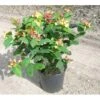 Perikon 'Miracle Attraction' Hypericum Inodorum 'Miracle Attraction' 3,5 Liter Potte -Osmo Salgsbutik p5123 3785 hypericum inodorum miracle attraction 66ee