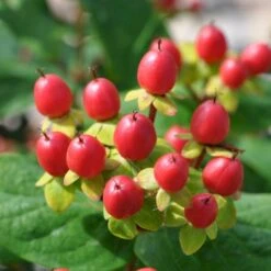 Perikon 'Miracle Attraction' Hypericum Inodorum 'Miracle Attraction' 3,5 Liter Potte 7 Perikon 'Miracle Attraction' Hypericum Inodorum 'Miracle Attraction' 3,5 Liter Potte -Osmo Salgsbutik p5123 47369 hypericum inodorum miracle attraction 92c4