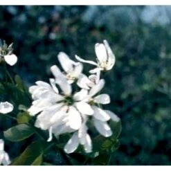 Rundbladet Bærmispel Amelanchier Rotundifolia Potte 7,5 Liter 125-150 Cm. -Osmo Salgsbutik p5246 41336 amelanchier rotundifolia 74f6