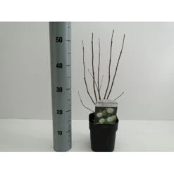 Knopbusk Cephalanthus Occidentalis Potte 2,0 Liter,- 30-40 Cm.