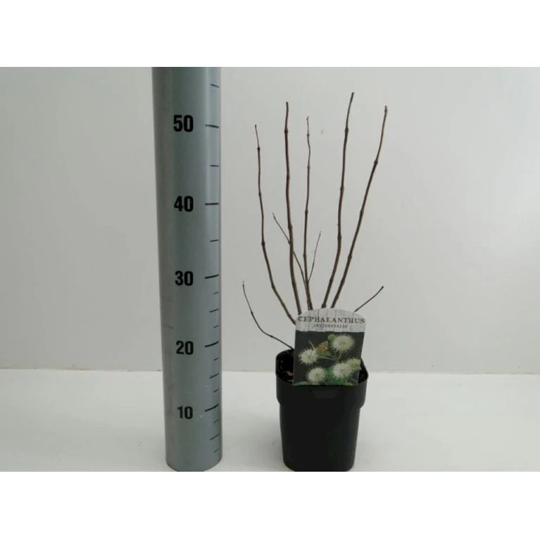 Knopbusk Cephalanthus Occidentalis Potte 2,0 Liter,- 30-40 Cm. 3 Knopbusk Cephalanthus Occidentalis Potte 2,0 Liter,- 30-40 Cm.